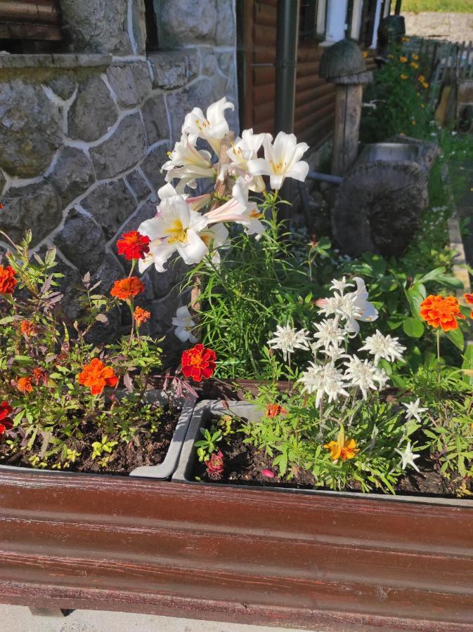 Smucarska Koca Bed & Breakfast Kotlje Exterior foto